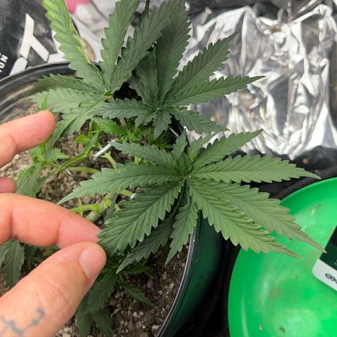 Preenseeds 2 geração  growlog timeline photo