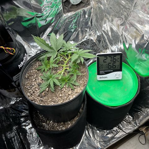 Preenseeds 2 geração  growlog timeline photo