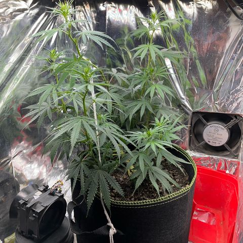 Preenseeds 2 geração  growlog timeline photo