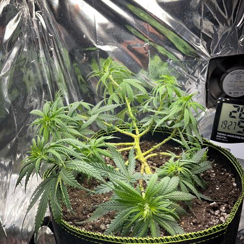 Preenseeds 2 geração  growlog timeline photo
