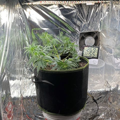 Preenseeds 2 geração  growlog timeline photo