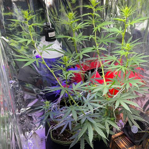 Preenseeds 2 geração  growlog timeline photo