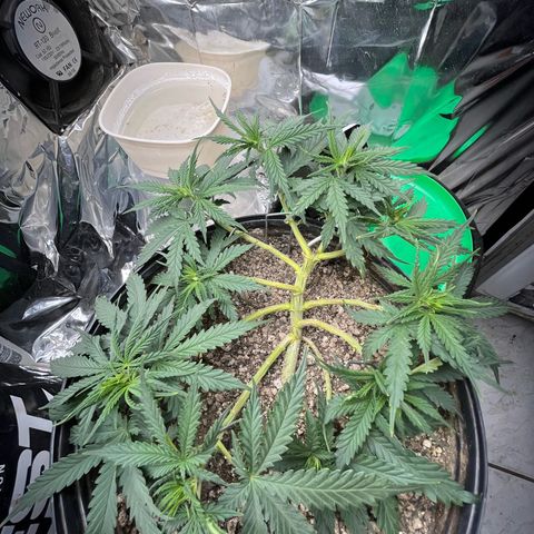 Preenseeds 2 geração  growlog timeline photo