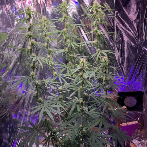 Preenseeds 2 geração  growlog timeline photo