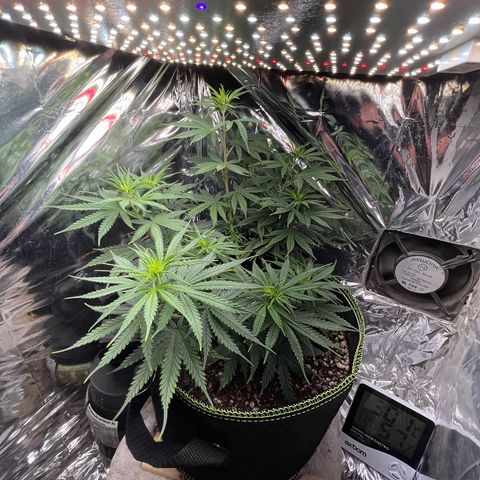 Preenseeds 2 geração  growlog timeline photo