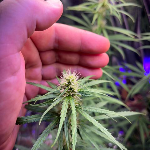 Preenseeds 2 geração  growlog timeline photo