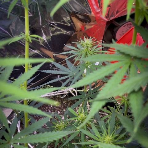 Preenseeds 2 geração  growlog timeline photo