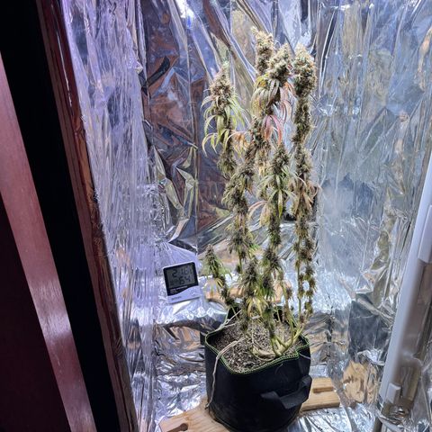 Preenseeds 2 geração  growlog timeline photo