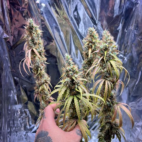 Preenseeds 2 geração  growlog timeline photo