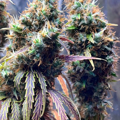 Preenseeds 2 geração  growlog timeline photo