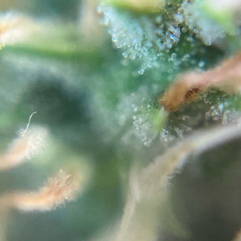 Preenseeds 2 geração  growlog timeline photo