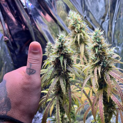 Preenseeds 2 geração  growlog timeline photo