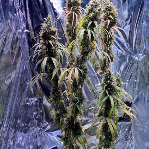 Preenseeds 2 geração  growlog timeline photo