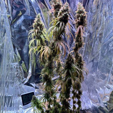 Preenseeds 2 geração  growlog timeline photo