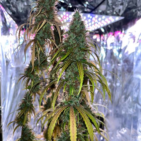 Preenseeds 2 geração  growlog timeline photo