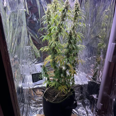 Preenseeds 2 geração  growlog timeline photo