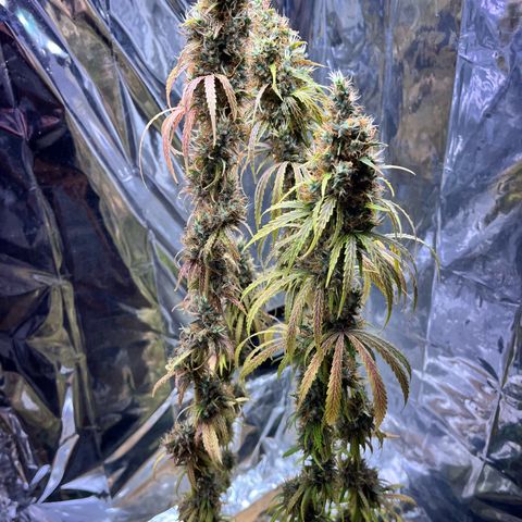 Preenseeds 2 geração  growlog timeline photo