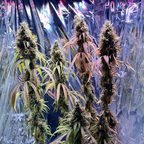 Preenseeds 2 geração  growlog timeline photo