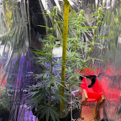 Preenseeds 2 geração  growlog timeline photo
