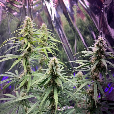 Preenseeds 2 geração  growlog timeline photo