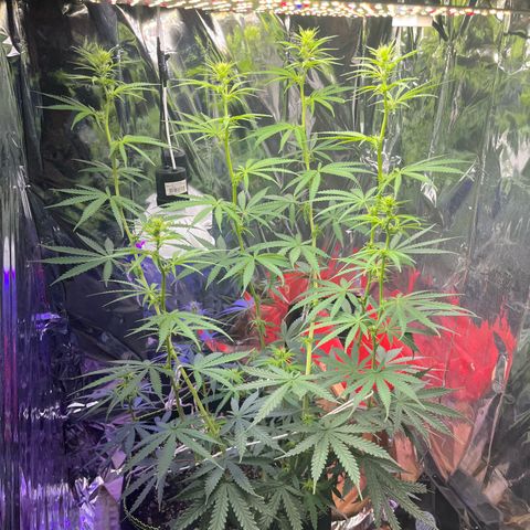 Preenseeds 2 geração  growlog timeline photo