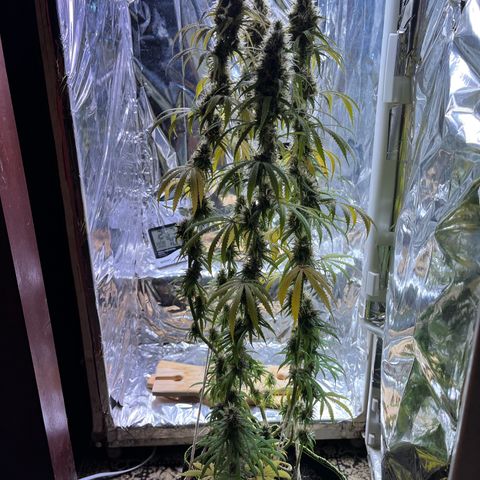 Preenseeds 2 geração  growlog timeline photo