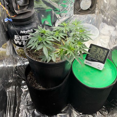 Preenseeds 2 geração  growlog timeline photo