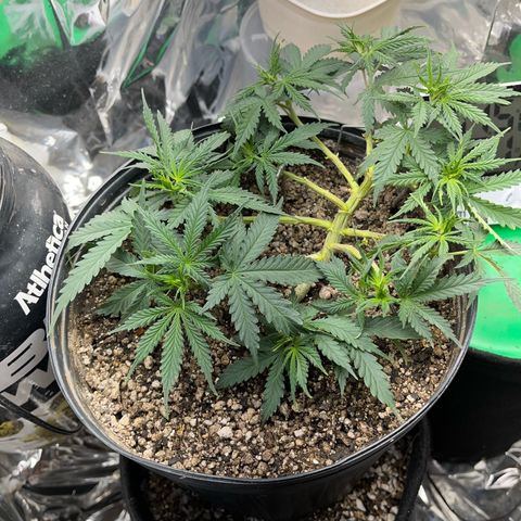 Preenseeds 2 geração  growlog timeline photo
