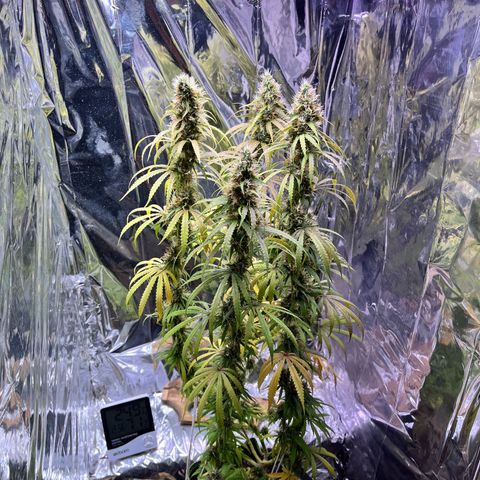 Preenseeds 2 geração  growlog timeline photo