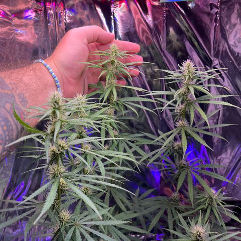 Preenseeds 2 geração  growlog timeline photo