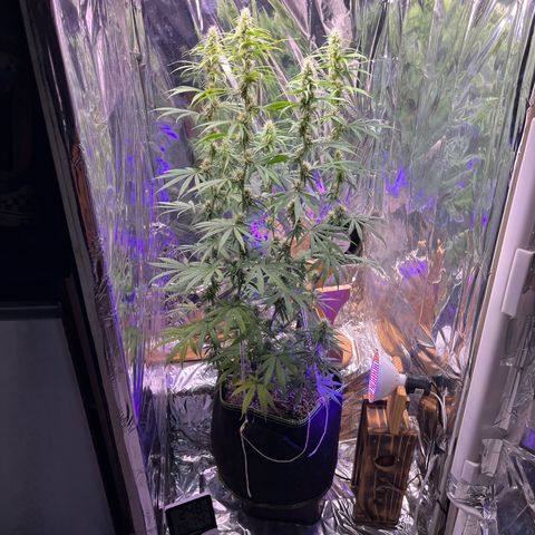 Preenseeds 2 geração  growlog timeline photo