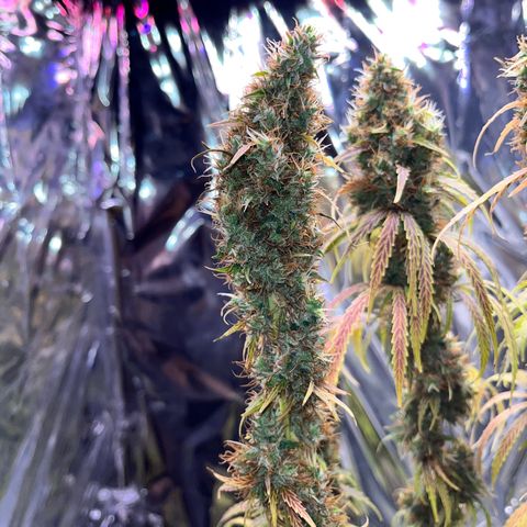 Preenseeds 2 geração  growlog timeline photo