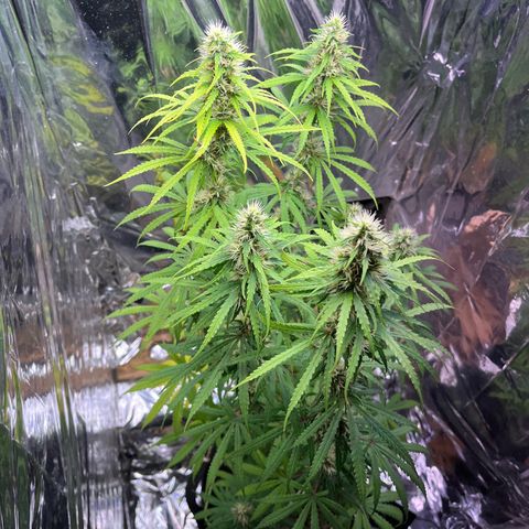 Preenseeds 2 geração  growlog timeline photo