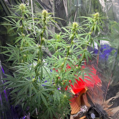 Preenseeds 2 geração  growlog timeline photo