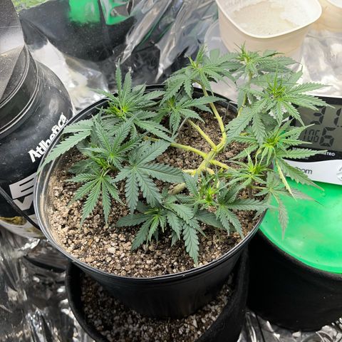 Preenseeds 2 geração  growlog timeline photo