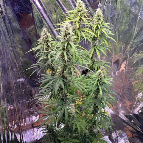 Preenseeds 2 geração  growlog timeline photo