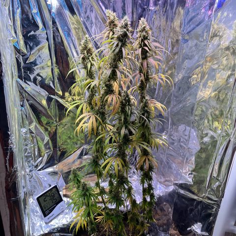 Preenseeds 2 geração  growlog timeline photo