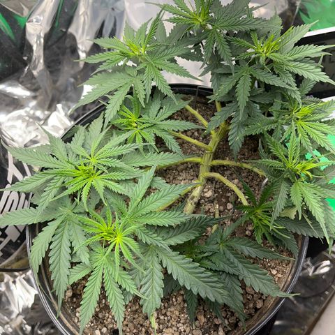 Preenseeds 2 geração  growlog timeline photo