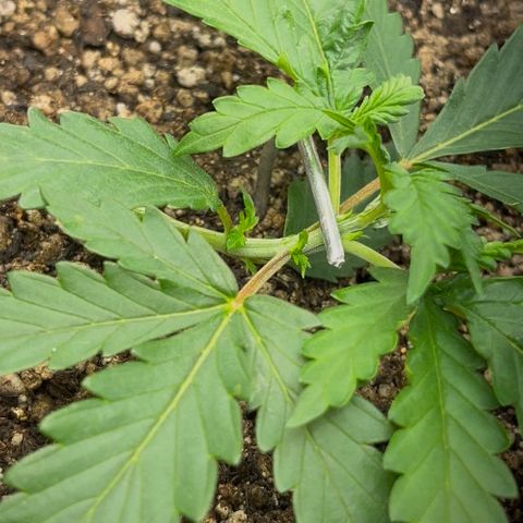 Preenseeds 2 geração  growlog timeline photo