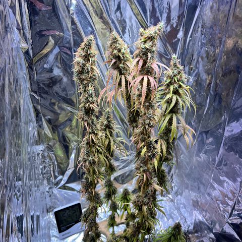 Preenseeds 2 geração  growlog timeline photo