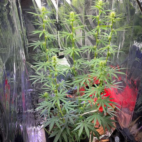 Preenseeds 2 geração  growlog timeline photo