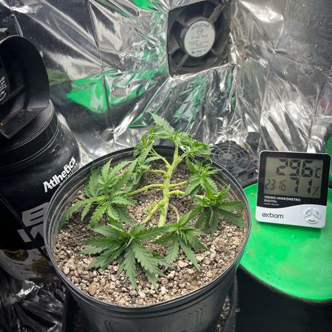 Preenseeds 2 geração  growlog timeline photo