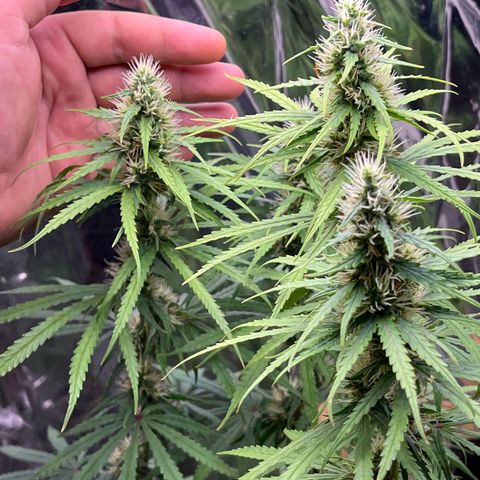 Preenseeds 2 geração  growlog timeline photo