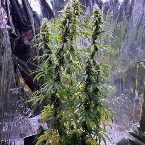Preenseeds 2 geração  growlog timeline photo