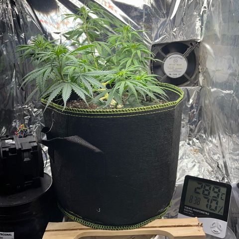 Preenseeds 2 geração  growlog timeline photo