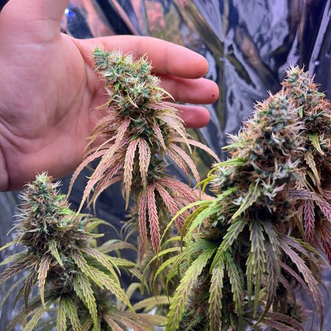 Preenseeds 2 geração  growlog timeline photo