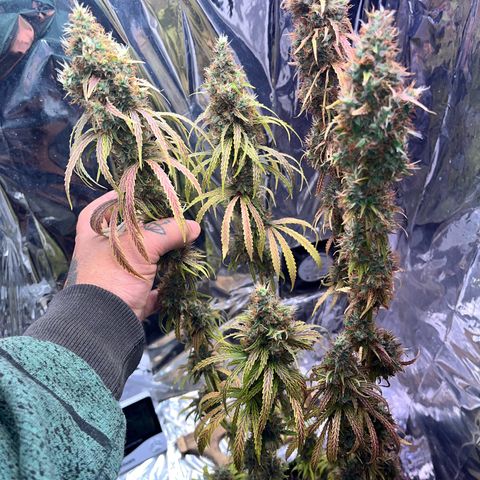 Preenseeds 2 geração  growlog timeline photo