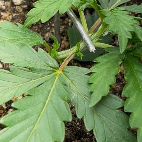 Preenseeds 2 geração  growlog timeline photo