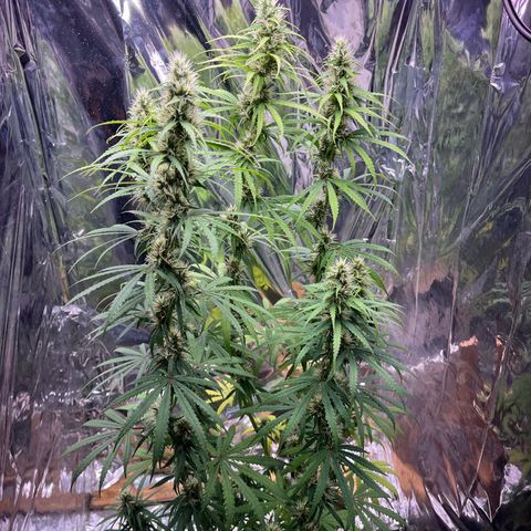 Preenseeds 2 geração  growlog timeline photo
