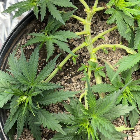 Preenseeds 2 geração  growlog timeline photo